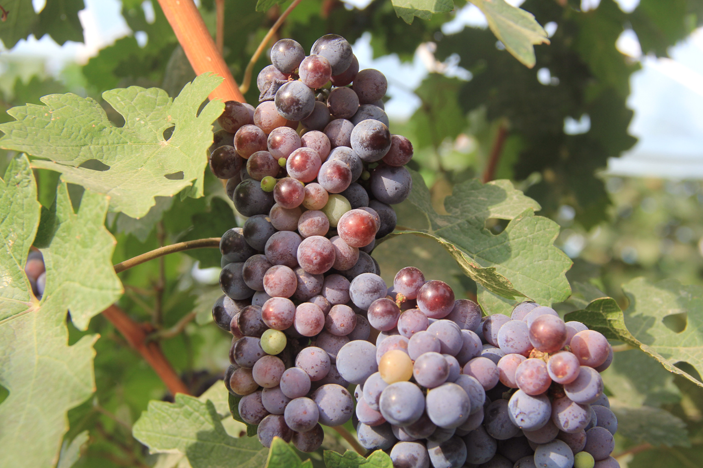 白露丨露從今夜白，詩酒入夢來