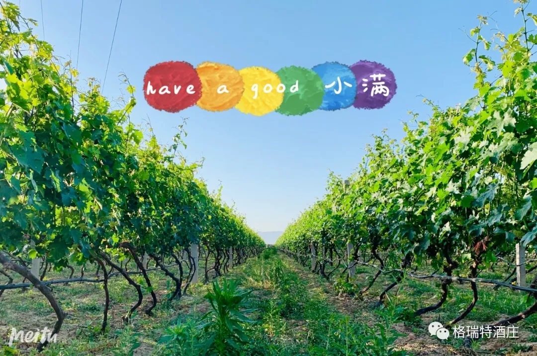 記錄小滿時(shí)節(jié)的酒莊、怎一美字了得！