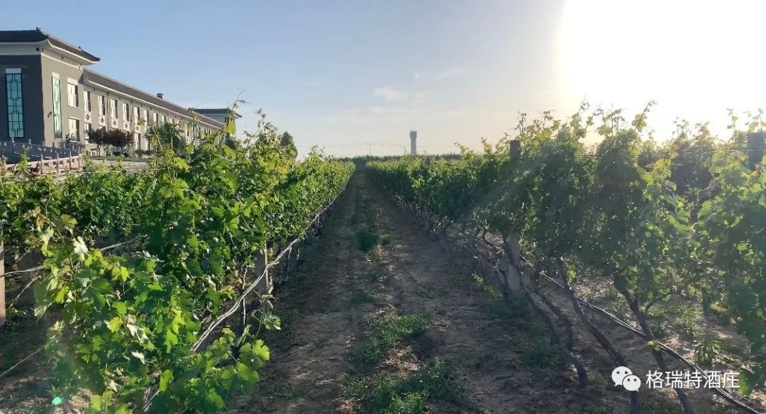 15903106023893.jpg 640.webp (10).jpg