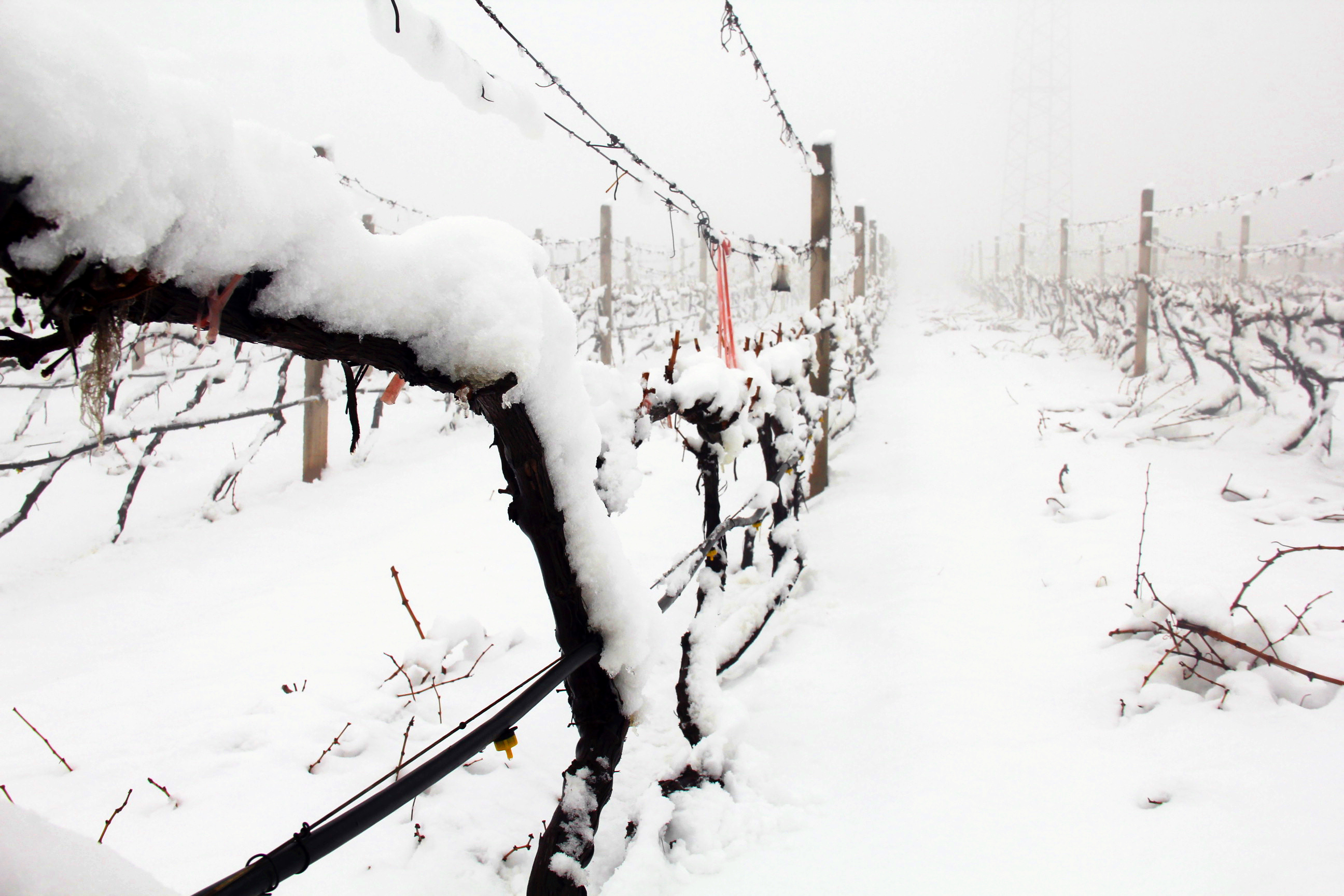 瑞雪兆豐年 ▎時(shí)光正好，歲月極美，何必覓遠(yuǎn)方
