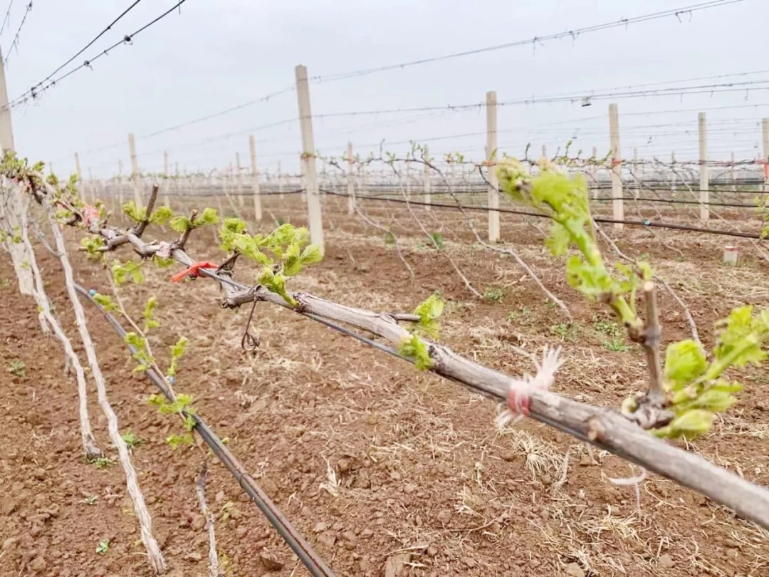 清明 ▎芳原綠野，春入園林