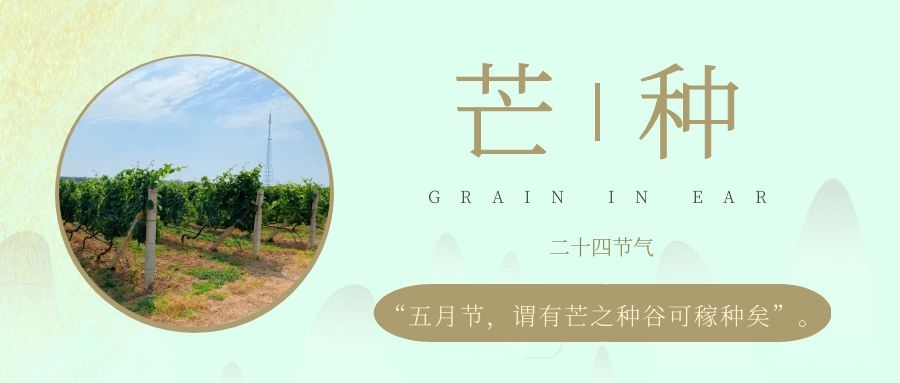 芒種 ▎風(fēng)吹葡園浪，蟬鳴夏始忙