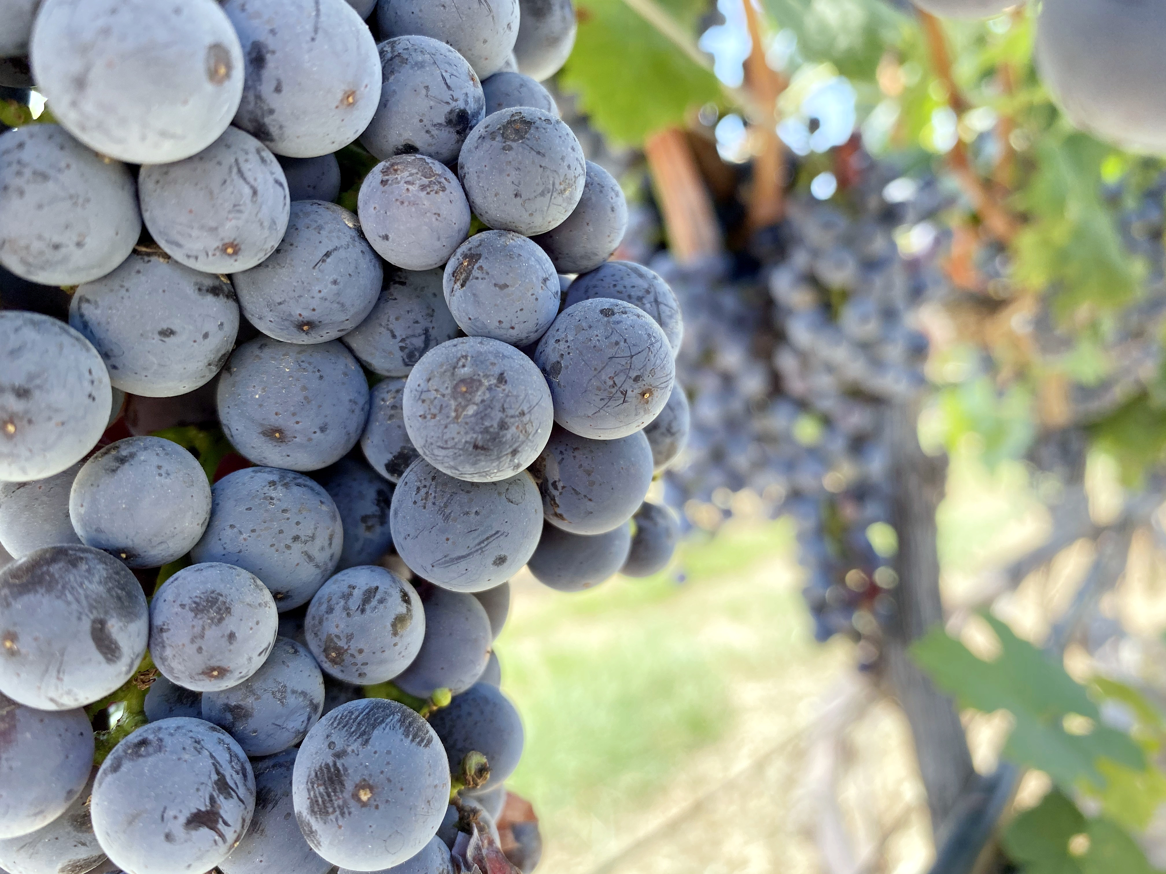 立秋 ▎暑氣半消散，葡園已知秋