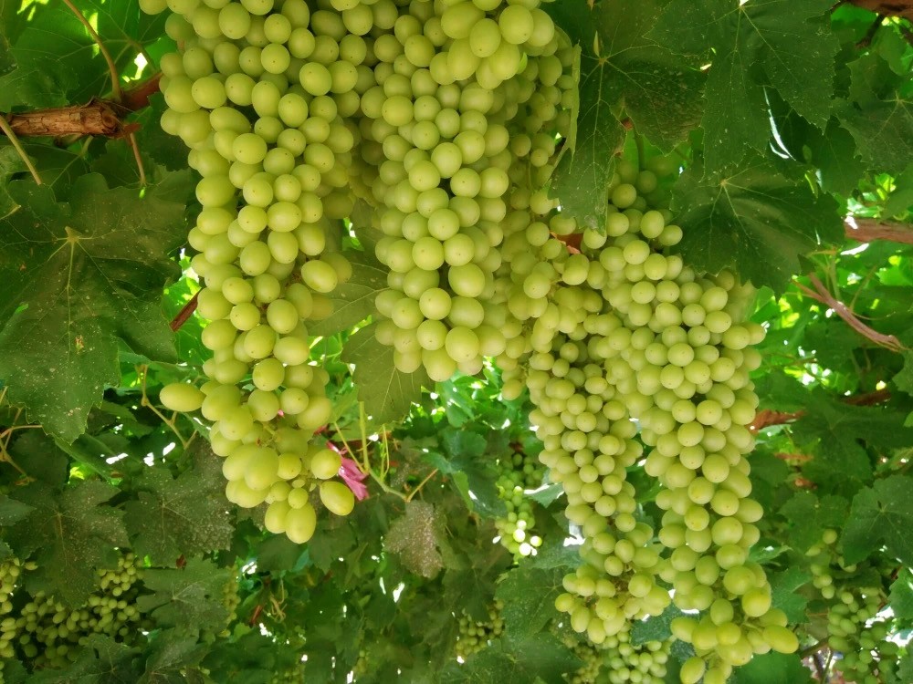 16286643499566.jpg 微信圖片_20210810084804.jpg