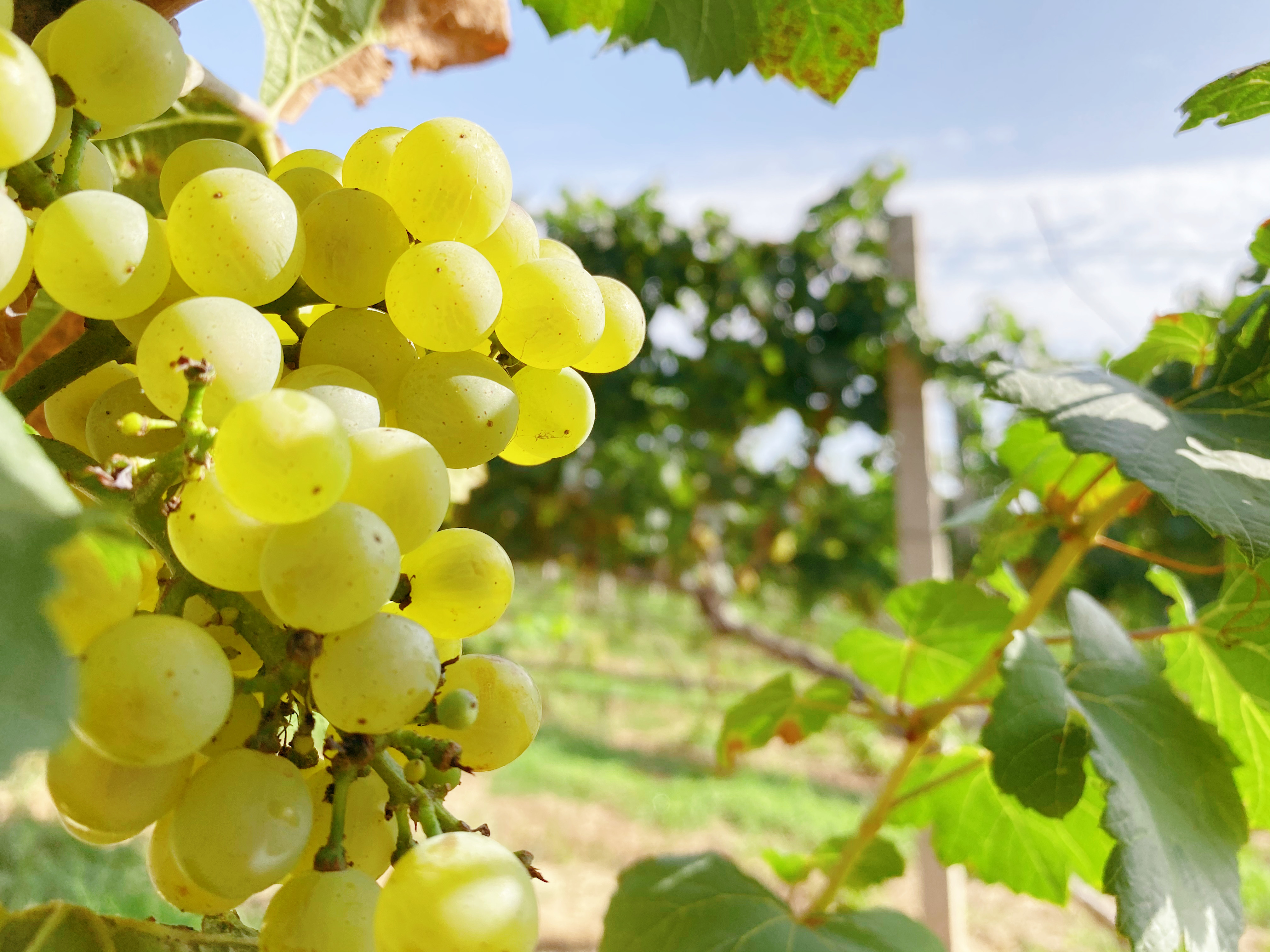 春耕夏耘后，秋收正當(dāng)時(shí)~