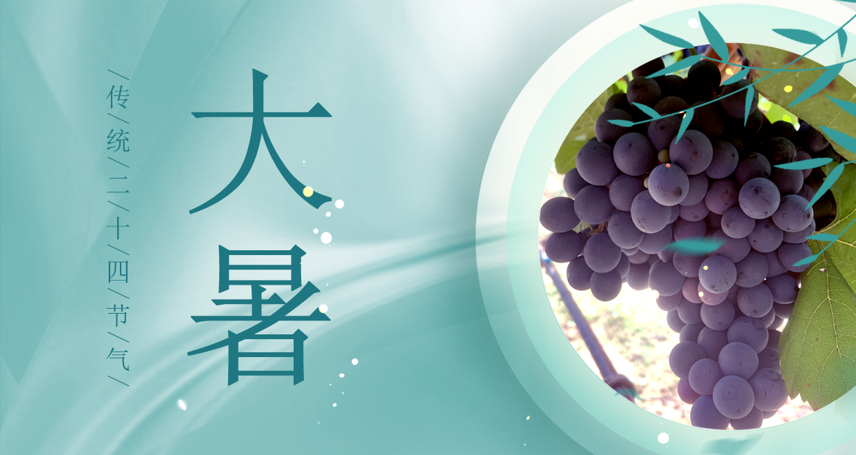 大暑 ▎時(shí)夏三伏盛，葡萄綴滿天