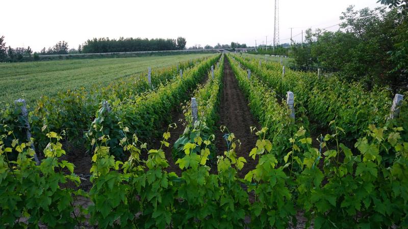 釀酒葡萄的堅(jiān)強(qiáng)，從根系開始~