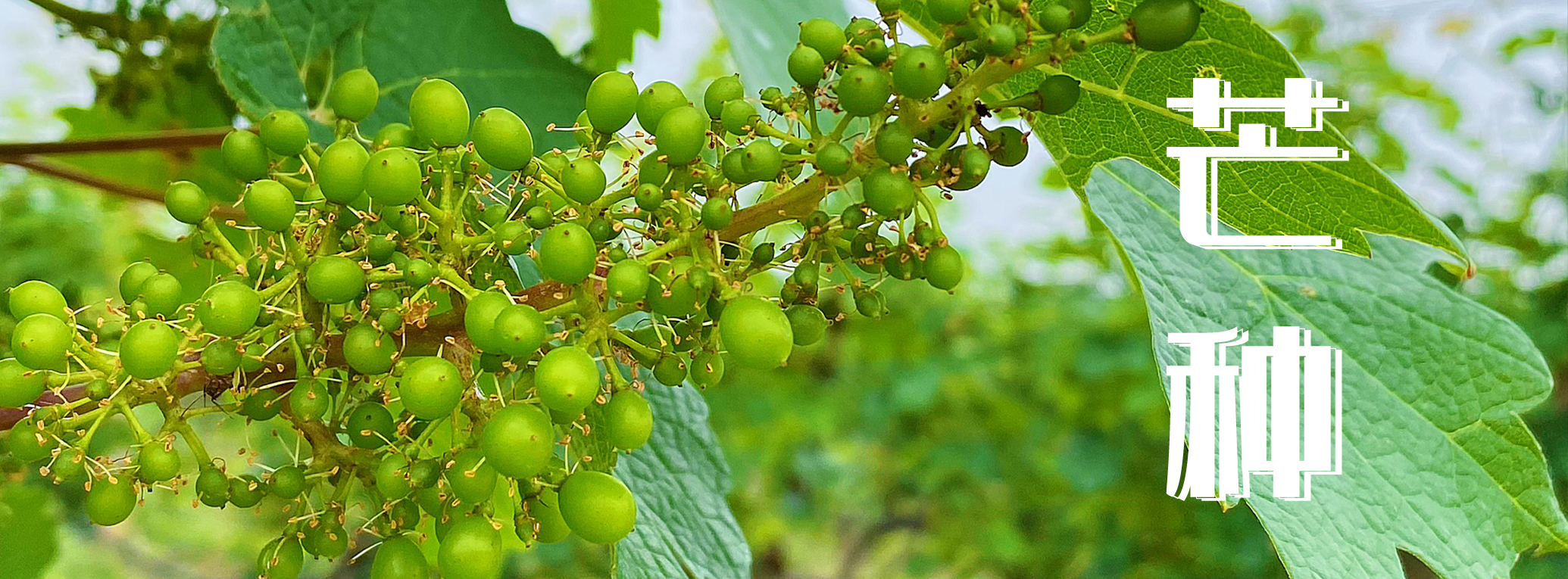 芒種 ▎有芒之種，忙有所得
