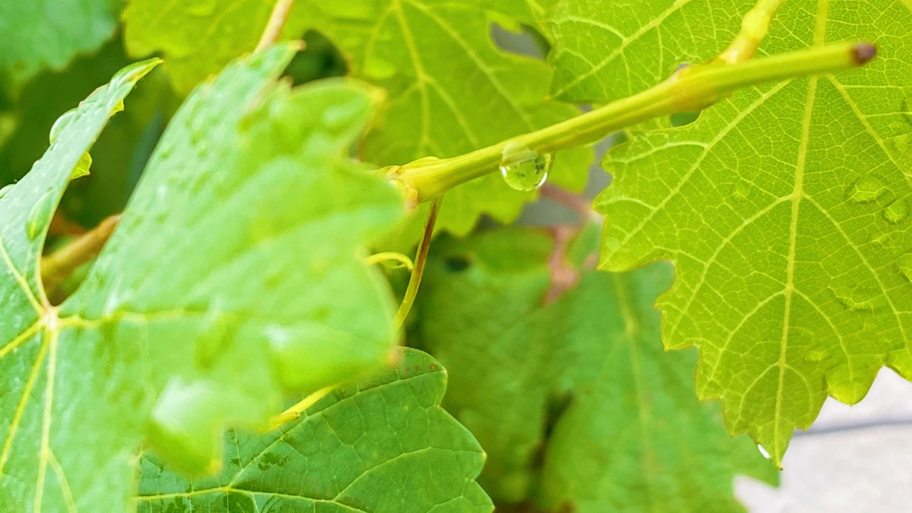 夏至 ▎萬物酣暢生長，葡園美好悠揚