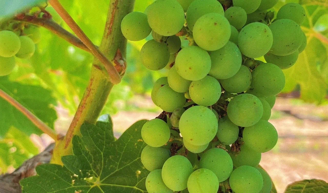 小暑 ▎微風(fēng)循來，盛夏始開